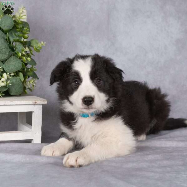 Beverly, Border Collie Puppy